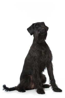 Dev schnauzer köpeği beyazı izole etti.