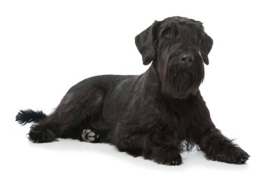 Dev schnauzer köpeği beyazı izole etti.