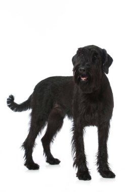 Dev schnauzer köpeği beyazı izole etti.