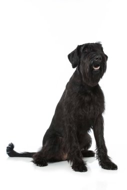 Dev schnauzer köpeği beyazı izole etti.