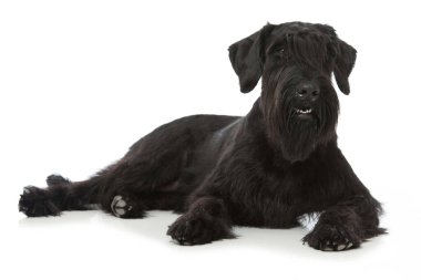 Dev schnauzer köpeği beyazı izole etti.
