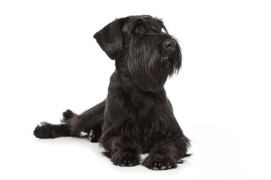 Dev schnauzer köpeği beyazı izole etti.