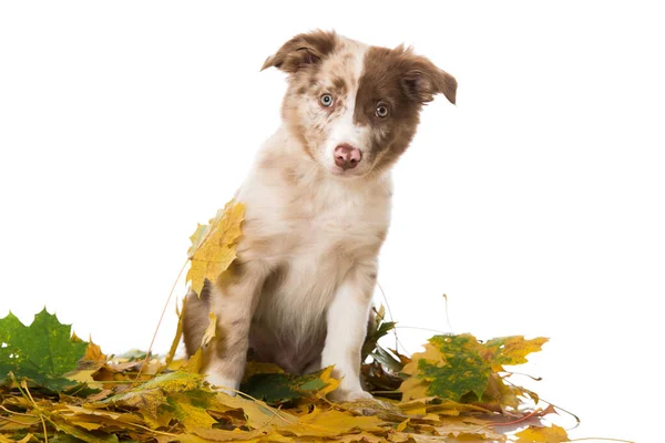 Cachorrinho Collie Fronteira Com Folhas Outono — Fotografia de Stock