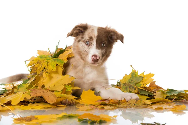 Cachorrinho Collie Fronteira Com Folhas Outono — Fotografia de Stock