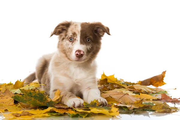 Cachorrinho Collie Fronteira Com Folhas Outono — Fotografia de Stock