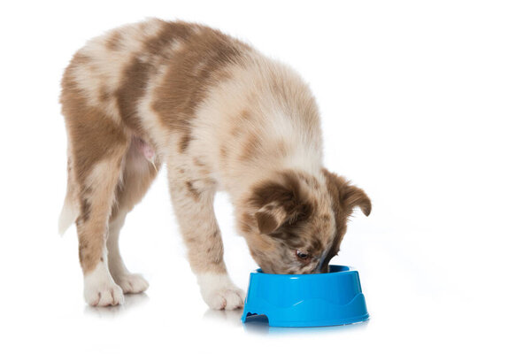 Border collie puppy with food bowl