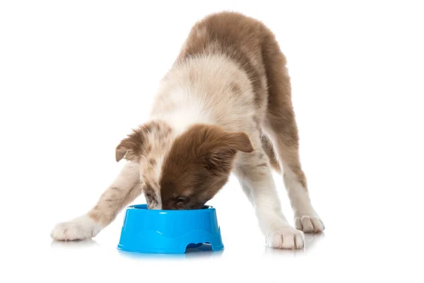 Border Collie Puppy Food Bowl — Stock Photo, Image
