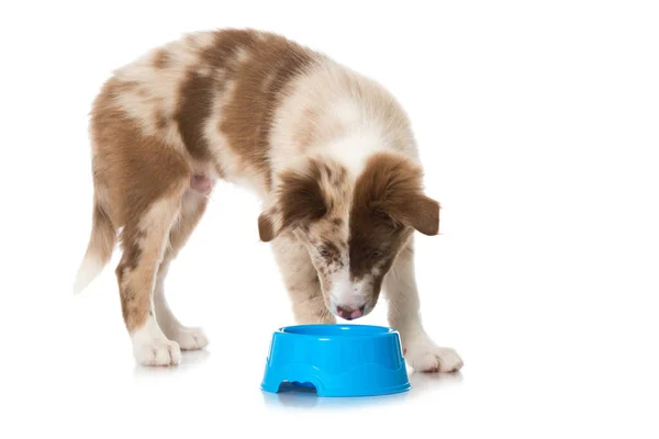 Gräns Collie Valp Med Mat Skål — Stockfoto