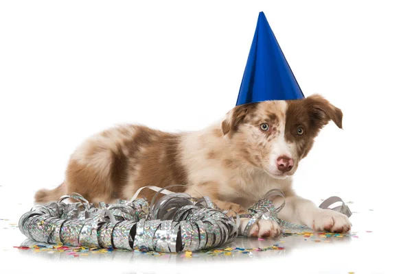 Border Collie Cucciolo Che Celebra Una Festa — Foto Stock