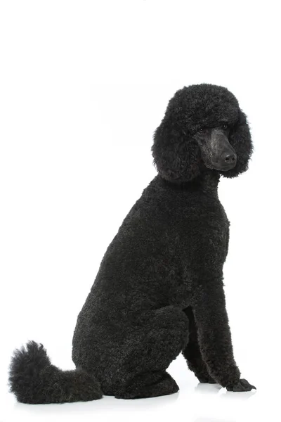 Poodle Isolated White Background — Stock Photo, Image