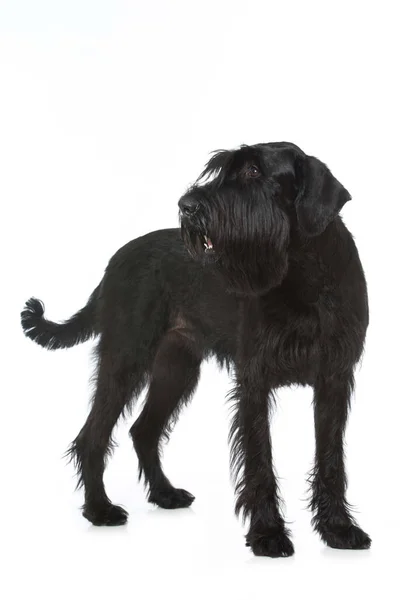 Chien Schnauzer Géant Isolé Sur Blanc — Photo