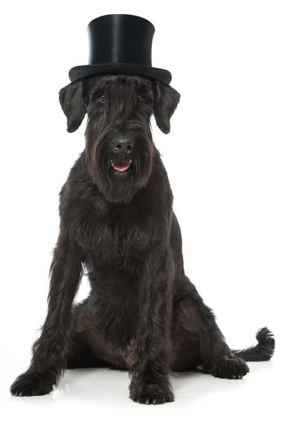 Giant Schnauzer Dog Isolated White — Stock Photo, Image