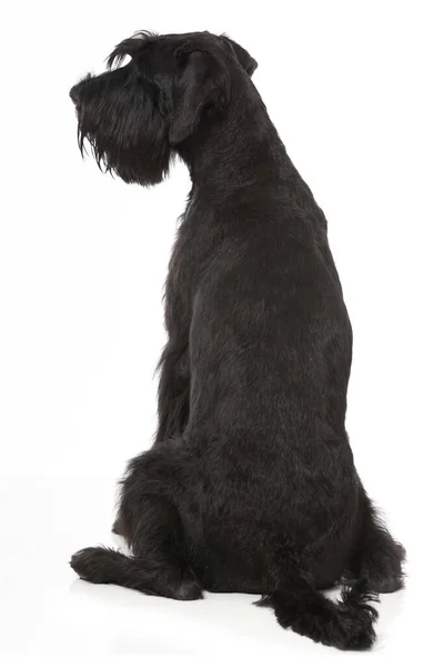 Chien Schnauzer Géant Isolé Sur Blanc — Photo