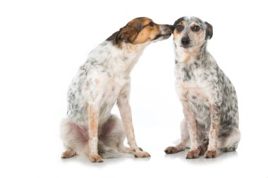 Beyazlar üzerinde izole melez köpekler.
