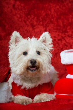 Kırmızı Noel süslemesinde Noel köpeği