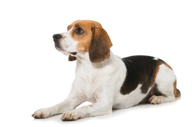 Av köpeği beyazı izole etmiş.