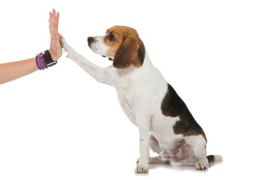 Av köpeği beyazı izole etmiş.