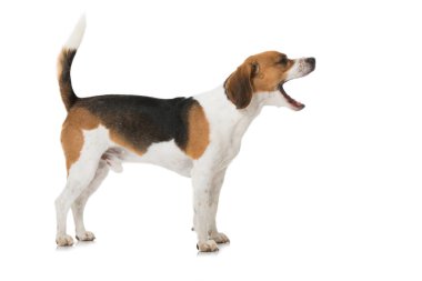 Beagle beyaz üzerinde izole