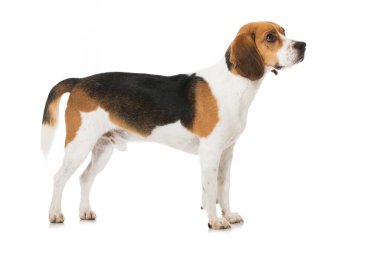 Beagle beyaz üzerinde izole
