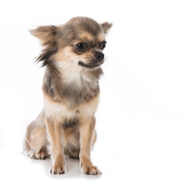 Chihuahua beyaz arka planda izole edilmiş.