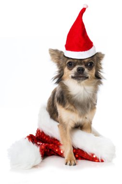 Chihuahua beyaz arka planda izole edilmiş.