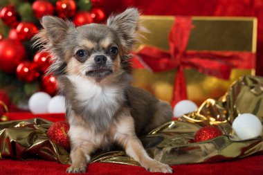 Süslü Noel köpeği