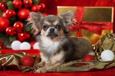 Süslü Noel köpeği