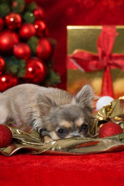 Süslü Noel köpeği