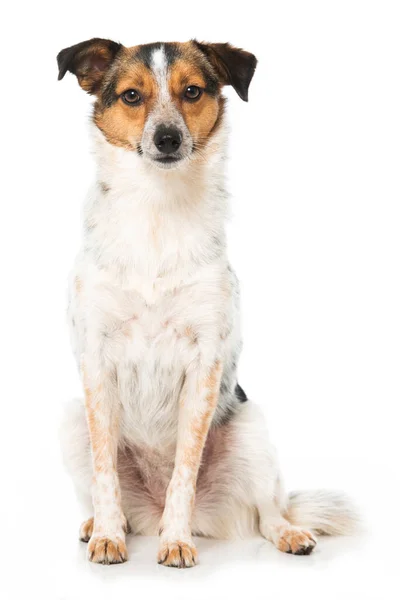 Gemengde Ras Hond Geïsoleerd Wit — Stockfoto