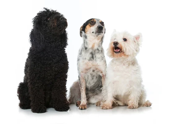 Three Dogs Isolated White — Stock Photo, Image