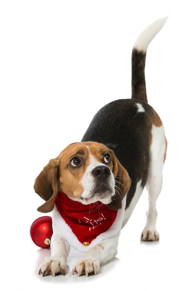 Kerst Hond Geïsoleerd Wit — Stockfoto