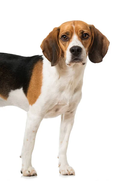 Beagle Elszigetelt Fehér — Stock Fotó