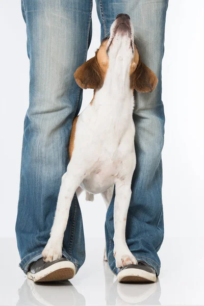 Beagle Isolerad Vitt — Stockfoto