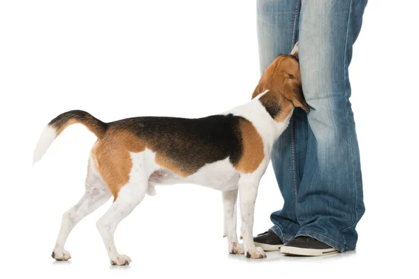 Beagle Elszigetelt Fehér — Stock Fotó