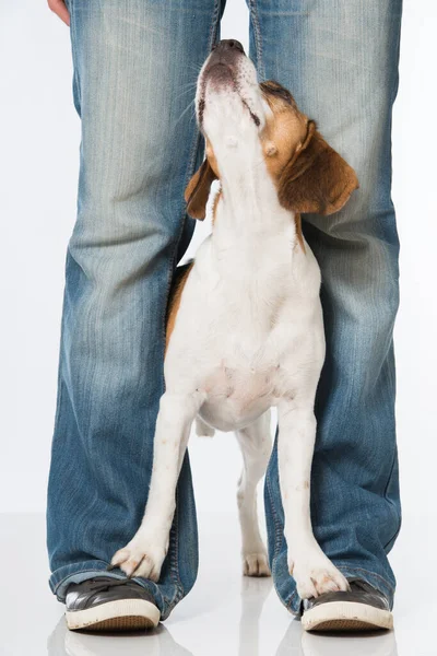 Beagle Isolerad Vitt — Stockfoto