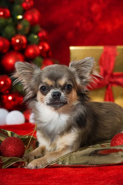 Рождественская Собака Украшением — стоковое фото