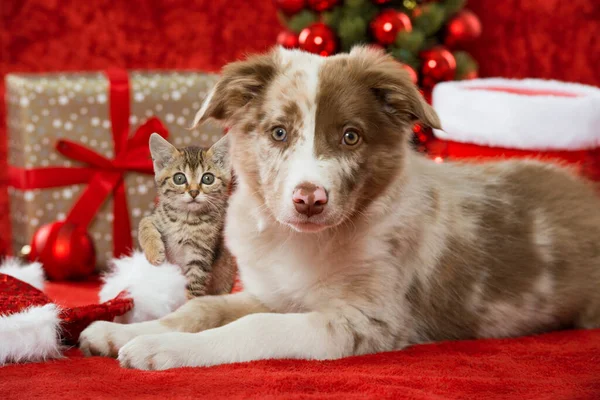 クリスマスの装飾の子猫と子犬 ストック画像