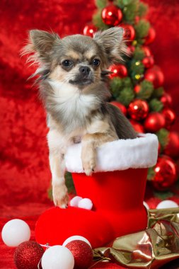 Süslü Noel köpeği