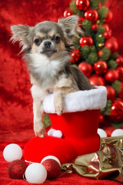 Süslü Noel köpeği