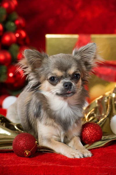 Süslü Noel köpeği