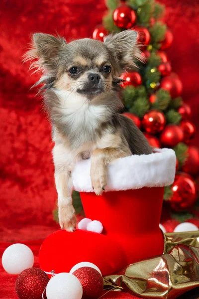 Süslü Noel köpeği