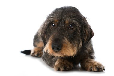 dachshund beyaz arkaplanda izole edildi