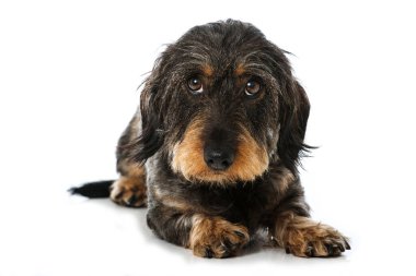 dachshund beyaz arkaplanda izole edildi