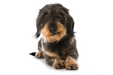 dachshund beyaz arkaplanda izole edildi