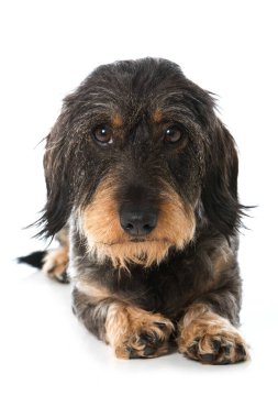 dachshund beyaz arkaplanda izole edildi