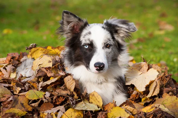 Sonbahar Yapraklarında Çoban Köpeği — Stok fotoğraf