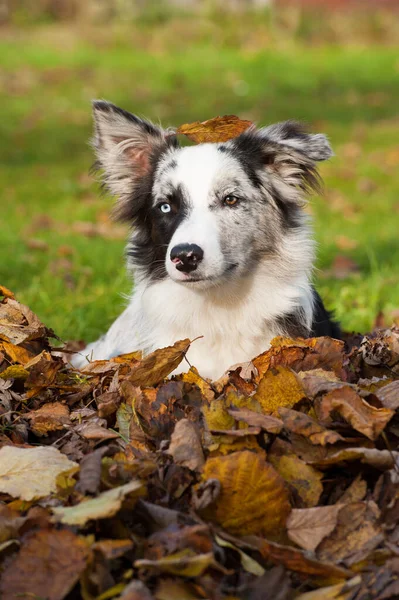 Пограничная Колли Собака Осенних Листьях — стоковое фото