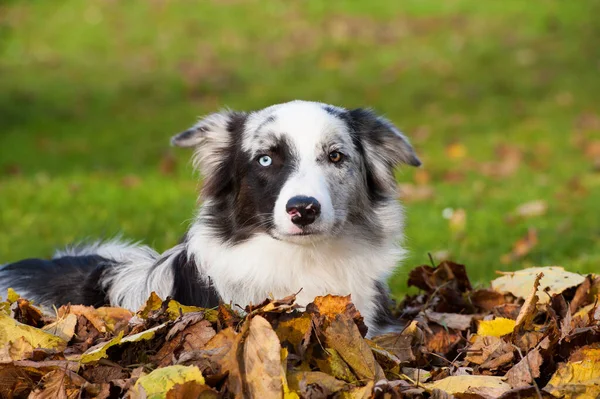 Sonbahar Yapraklarında Çoban Köpeği — Stok fotoğraf