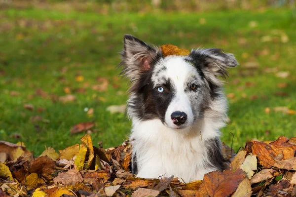 Border Collie Chien Dans Les Feuilles Automne — Photo