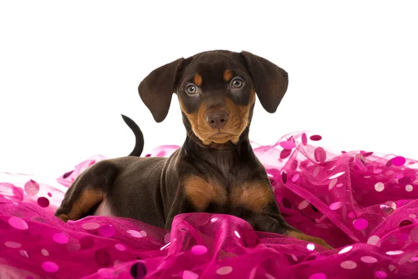 Pinscher Puppy Een Roze Deken — Stockfoto